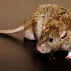 Business 3 image HAMDON PEST CONTROL Pest & Animal Control in Yeovil So