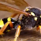 Business 4 image HAMDON PEST CONTROL Pest & Animal Control in Yeovil So