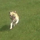Business 9 image HAPPY PET CARE PET SITTING & DOG WALKING SERVICE Home & Pet Sitting in Huddersfield We