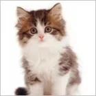 Business 10 image HARVEYS FURNISHING GROUP LTD Furniture - Retail in FAREHAM Ha