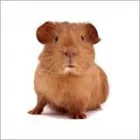 Business 2 image HARVEYS FURNISHING GROUP LTD Furniture - Retail in FAREHAM Ha