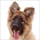 Business 4 image HARVEYS FURNISHING GROUP LTD Furniture - Retail in FAREHAM Ha