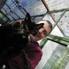 Business 2 image HAZELHURST CATTERY Pets & Animals in Leicester Le