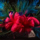 Business 1 image HELENAE - COUTURE MILLINERY WEDDING HATS AND FASCINATORS PRESTON LANCASHIRE Wedding Supplies in Ashton-On-Ribble La