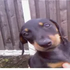 Business 4 image HIDEAWAY FENCING Garden Services in Rotherham So