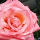 Business 5 image HILLIER GARDEN CENTRE DORKING Plant Nurseries & Garden Centres in Dorking Su