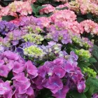 Business 11 image HILLIER GARDEN CENTRE DORKING Plant Nurseries & Garden Centres in Dorking Su