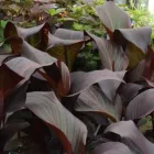 Business 20 image HILLIER GARDEN CENTRE DORKING Plant Nurseries & Garden Centres in Dorking Su