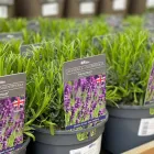 Business 6 image HILLIER GARDEN CENTRE LISS Shopping & Retail in Petersfield Ha