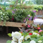 Business 20 image HILLIER GARDEN CENTRE LISS Shopping & Retail in Petersfield Ha