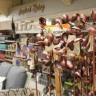 Business 28 image HILLIER GARDEN CENTRE LISS Shopping & Retail in Petersfield Ha