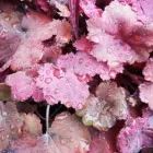 Business 1 image HILLIER GARDEN CENTRE SUNNINGDALE Plant Nurseries & Garden Centres in Windlesham Su