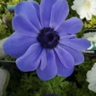 Business 3 image HILLIER GARDEN CENTRE SUNNINGDALE Plant Nurseries & Garden Centres in Windlesham Su