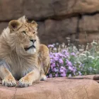 Business 24 image HOLIDAY INN EXPRESS DROITWICH SPA, AN IHG HOTEL Travel & Tourism in Droitwich Wo