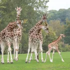 Business 33 image HOLIDAY INN EXPRESS DROITWICH SPA, AN IHG HOTEL Travel & Tourism in Droitwich Wo