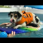 Business 13 image HOUSE OF HOUND HYDROTHERAPY Veterinary Services in Huddersfield We