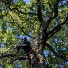 Business 8 image HOWE TREE SURGERY Tree Services in Crewkerne So