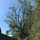 Business 12 image HOWE TREE SURGERY Tree Services in Crewkerne So