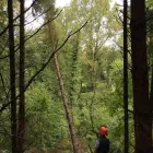 Business 17 image HOWE TREE SURGERY Tree Services in Crewkerne So