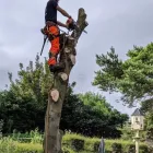 Business 18 image HOWE TREE SURGERY Tree Services in Crewkerne So