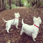 Business 2 image HOWL AND HOUND Pets & Animals in Motherwell La