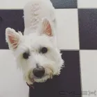 Business 3 image HOWL AND HOUND Pets & Animals in Motherwell La