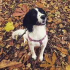 Business 5 image HOWL AND HOUND Pets & Animals in Motherwell La