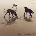 Business 6 image HOWL AND HOUND Pets & Animals in Motherwell La