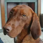 Business 7 image HOWL AND HOUND Pets & Animals in Motherwell La