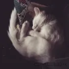 Business 10 image HOWL AND HOUND Pets & Animals in Motherwell La