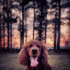 Business 11 image HOWL AND HOUND Pets & Animals in Motherwell La