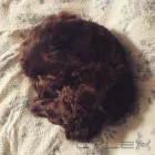 Business 12 image HOWL AND HOUND Pets & Animals in Motherwell La