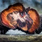 Business 4 image J C BAKER PHOTOGRAPHY Photographic Services in Chippenham Wi