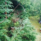 Business 22 image J H GARDEN SERVICES LTD Tree Services in Godalming Su