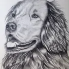 Business 4 image JULIET'S PET PORTRAITS Visual Arts in Hove Ea