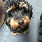 Business 1 image K-9 CABIN Pets & Animals in Manchester Gr