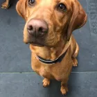 Business 2 image K-9 CABIN Pets & Animals in Manchester Gr