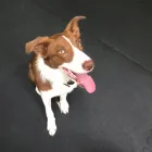 Business 3 image K-9 CABIN Pets & Animals in Manchester Gr