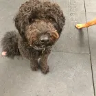 Business 5 image K-9 CABIN Pets & Animals in Manchester Gr