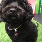 Business 11 image K-9 CABIN Pets & Animals in Manchester Gr