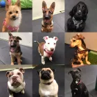 Business 12 image K-9 CABIN Pets & Animals in Manchester Gr