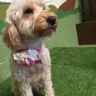 Business 13 image K-9 CABIN Pets & Animals in Manchester Gr