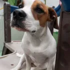 Business 15 image K-9 CABIN Pets & Animals in Manchester Gr