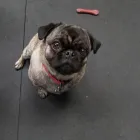 Business 19 image K-9 CABIN Pets & Animals in Manchester Gr