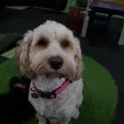 Business 20 image K-9 CABIN Pets & Animals in Manchester Gr