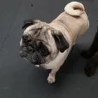 Business 21 image K-9 CABIN Pets & Animals in Manchester Gr