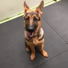 Business 23 image K-9 CABIN Pets & Animals in Manchester Gr