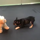 Business 30 image K-9 CABIN Pets & Animals in Manchester Gr