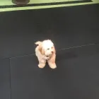 Business 31 image K-9 CABIN Pets & Animals in Manchester Gr