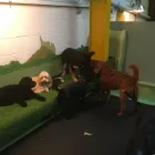 Business 33 image K-9 CABIN Pets & Animals in Manchester Gr